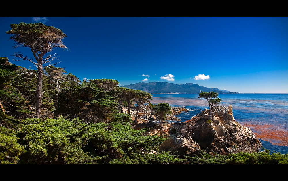 Lonely Cypress - Californien 2007