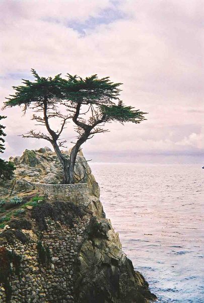 Lonely Cypress; Kalifornien, Monterey, 17 Mile Drive; April 2002