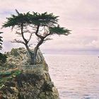 Lonely Cypress; Kalifornien, Monterey, 17 Mile Drive; April 2002