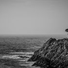 Lonely Cypress, Point Lobos State Reserve