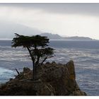 Lonely Cypress Tree