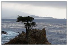 Lonely Cypress Tree