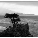 Lonely Cypress Tree