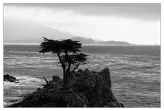 Lonely Cypress Tree