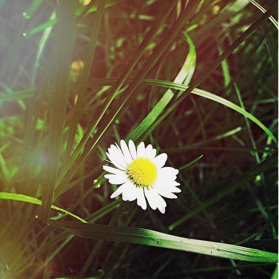 lonely daisy