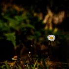 lonely daisy