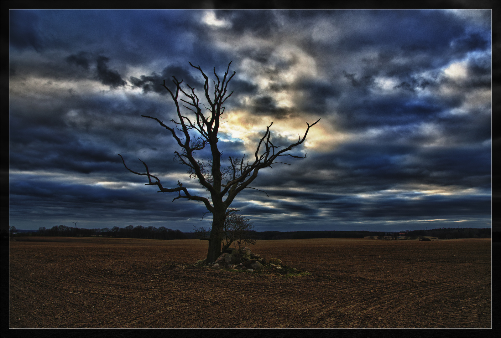 Lonely Dead Tree