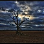 Lonely Dead Tree