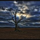 Lonely Dead Tree