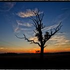 Lonely Dead Tree III