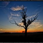 Lonely Dead Tree III