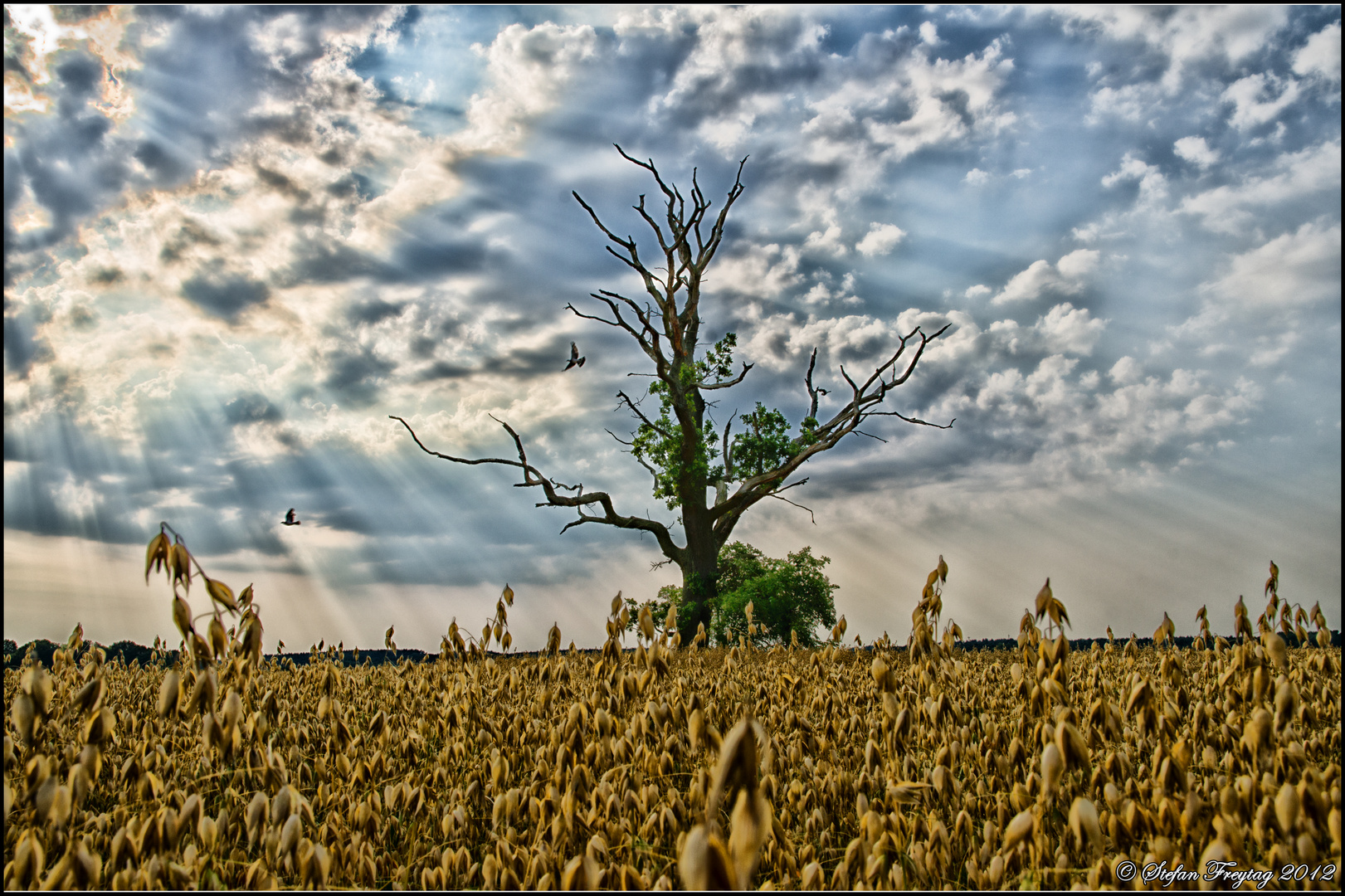 Lonely Dead Tree IV