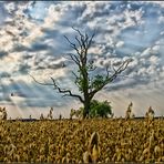 Lonely Dead Tree IV