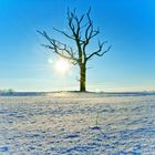 Lonely Dead Tree V