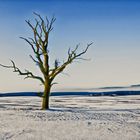 Lonely Dead Tree VI