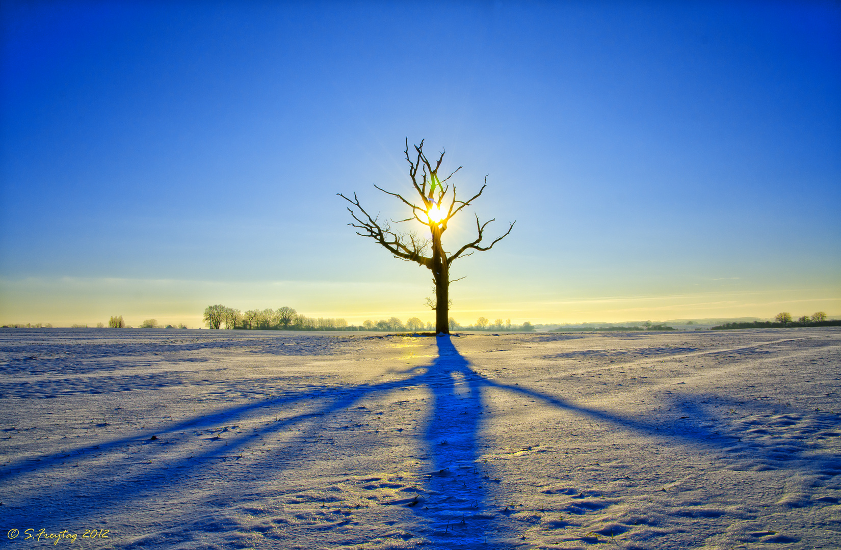 Lonely Dead Tree VII