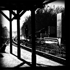 lonely dog waiting for the last train to San Fernando