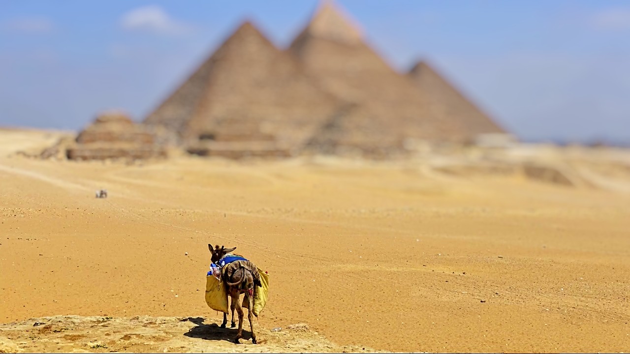 Lonely Donkey of Giza