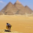 Lonely Donkey of Giza