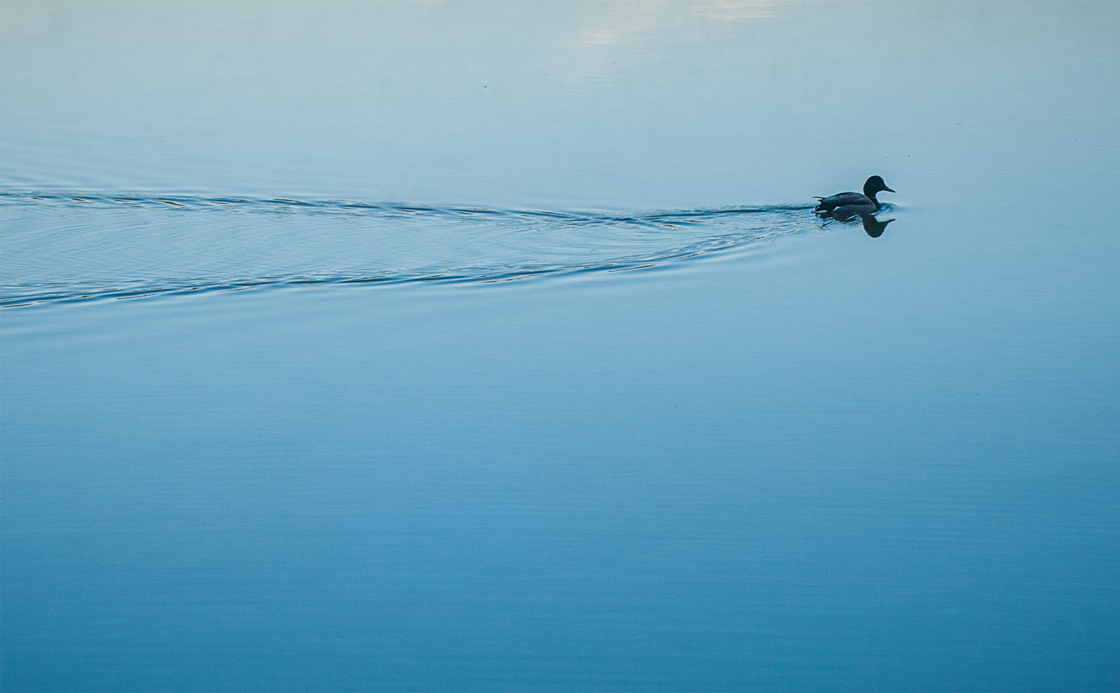 lonely duck