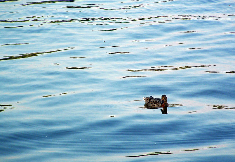 lonely duck