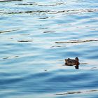 lonely duck