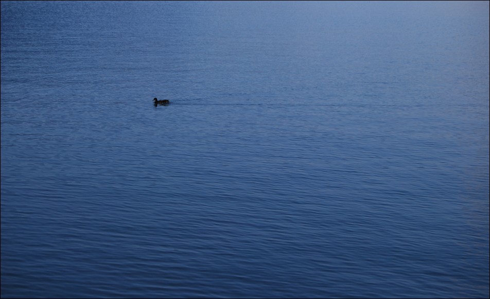 / Lonely Duck.... /