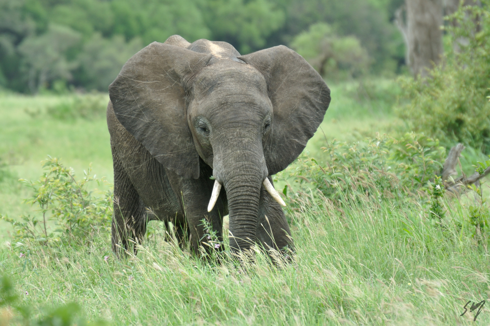 Lonely Elefant