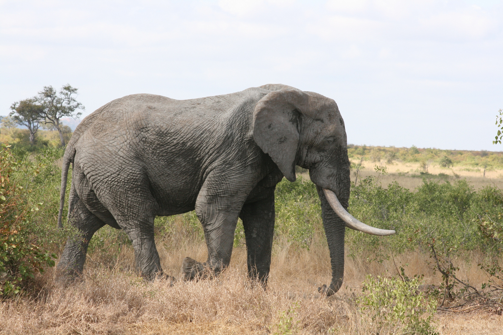 Lonely elephant