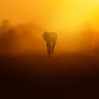 Lonely Elephant