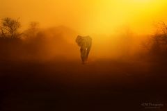 Lonely Elephant