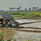 Lonely farmers house in the paddy field