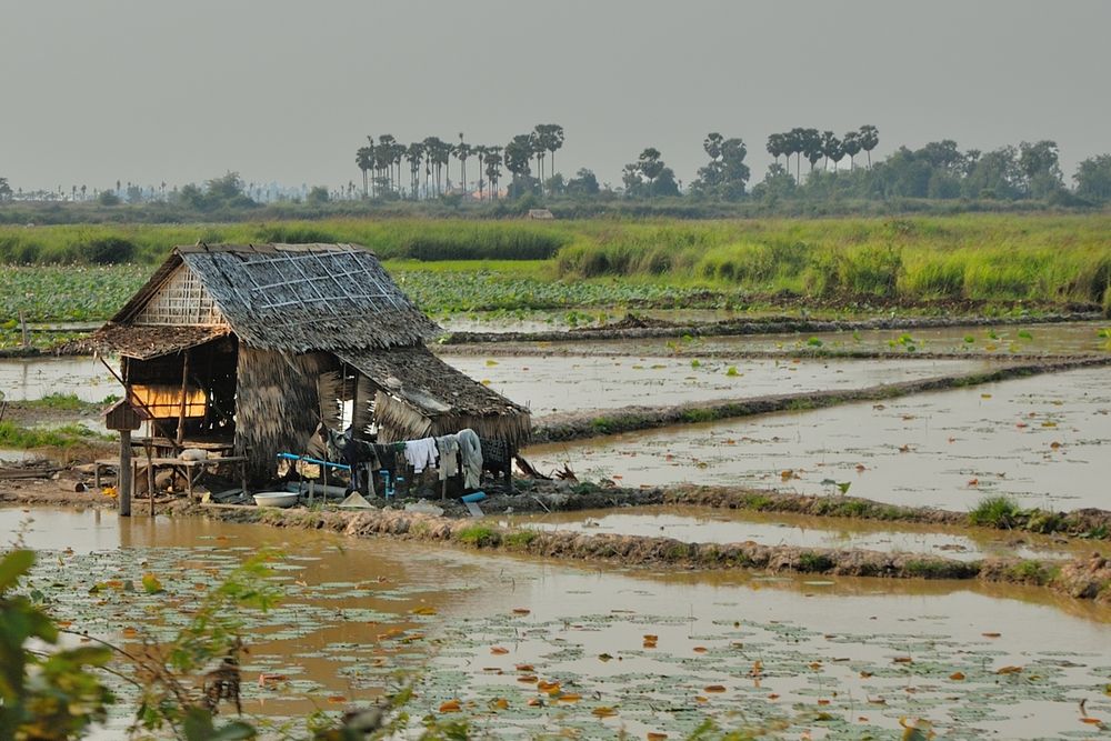 Lonely farmers house in the paddy field