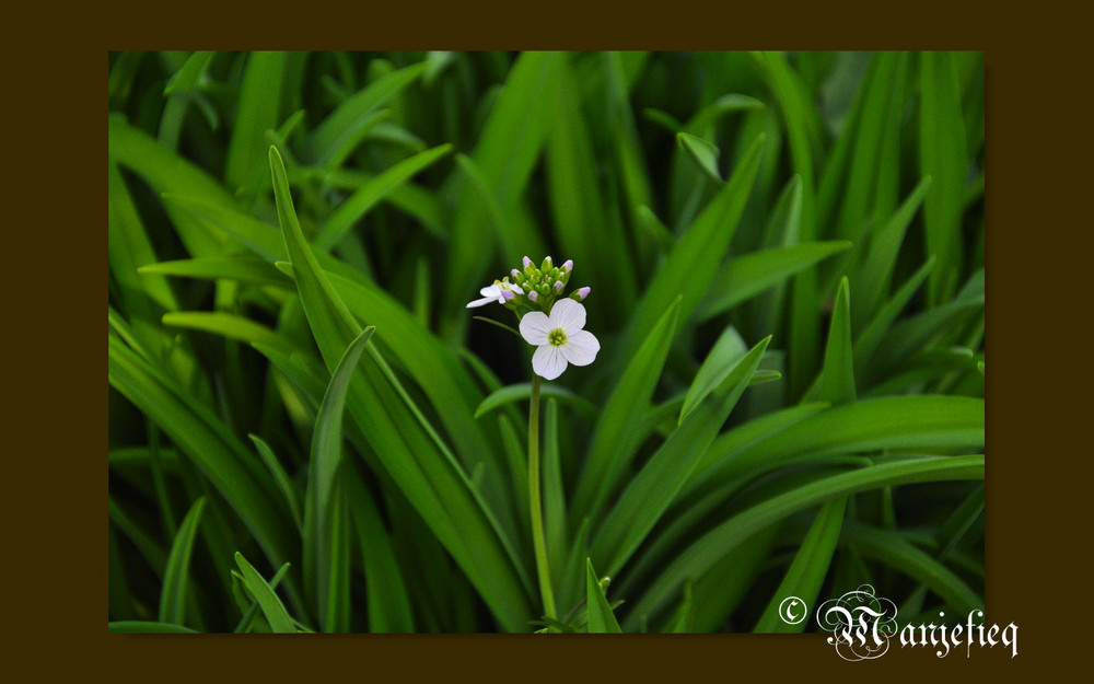 Lonely Flower