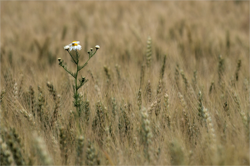 lonely flower