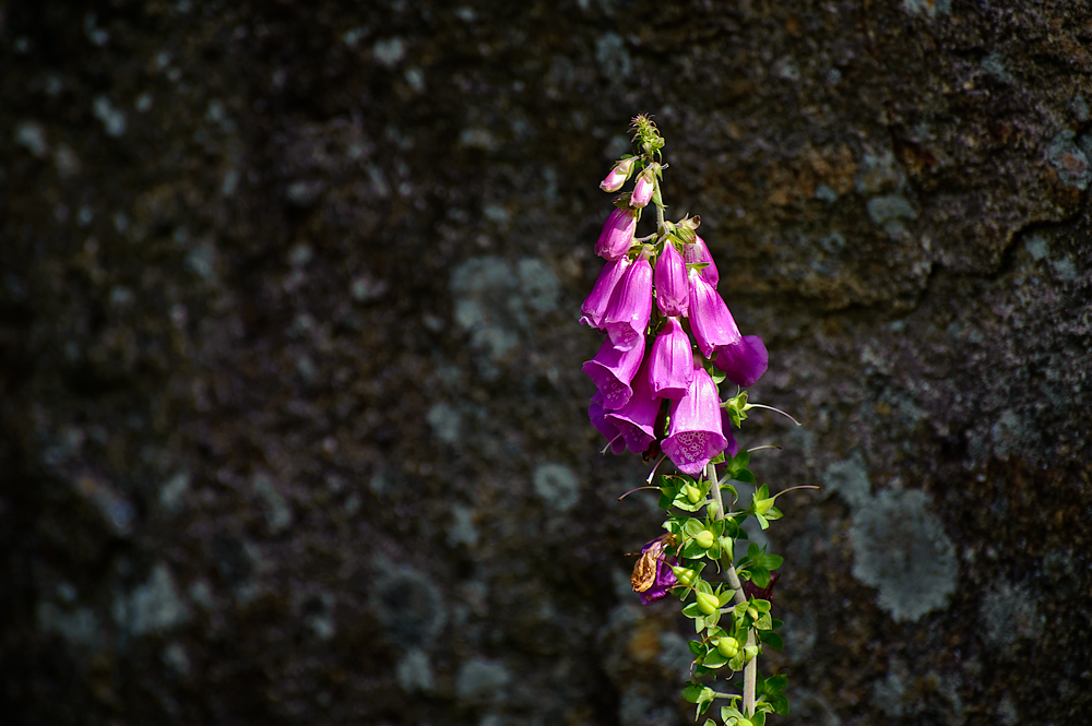 LONELY FLOWER