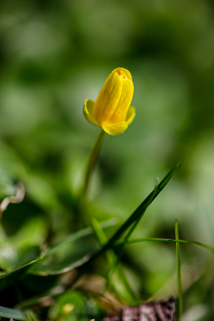 Lonely Flower 