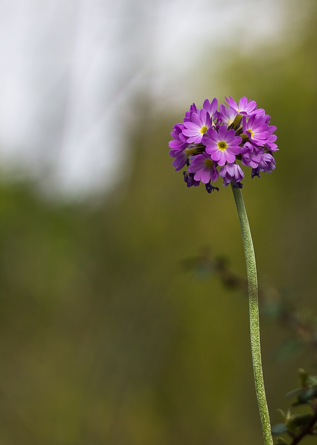 Lonely Flower