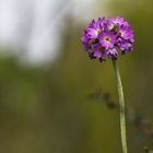 Lonely Flower