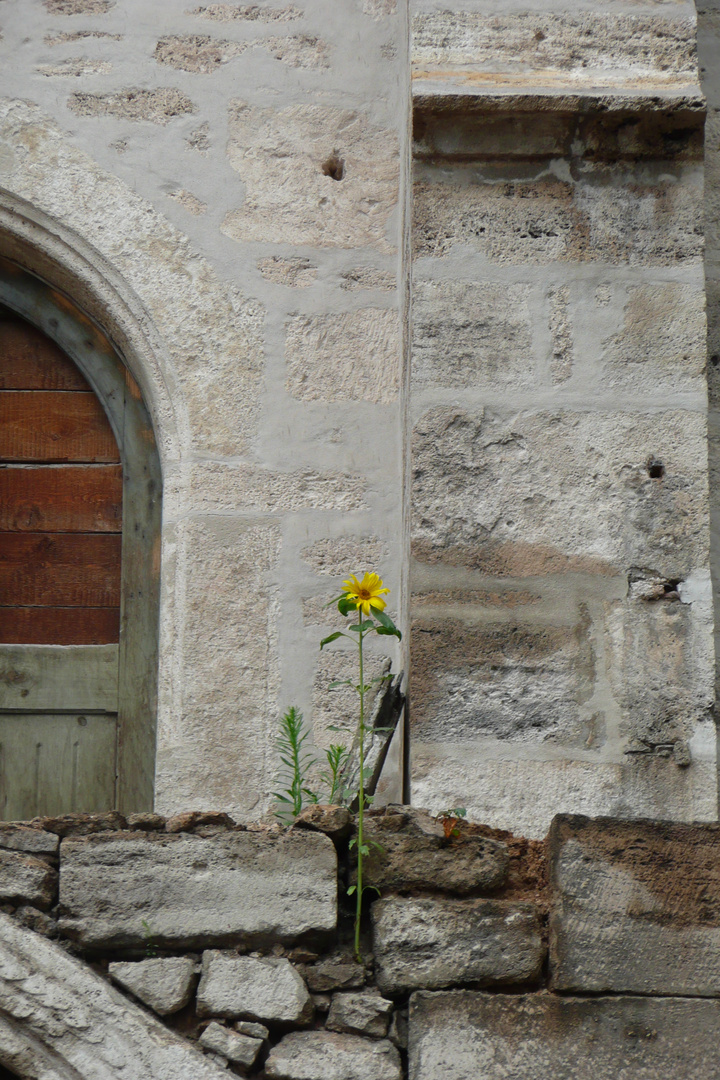 lonely flower