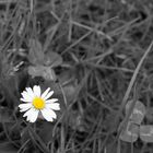 lonely flower