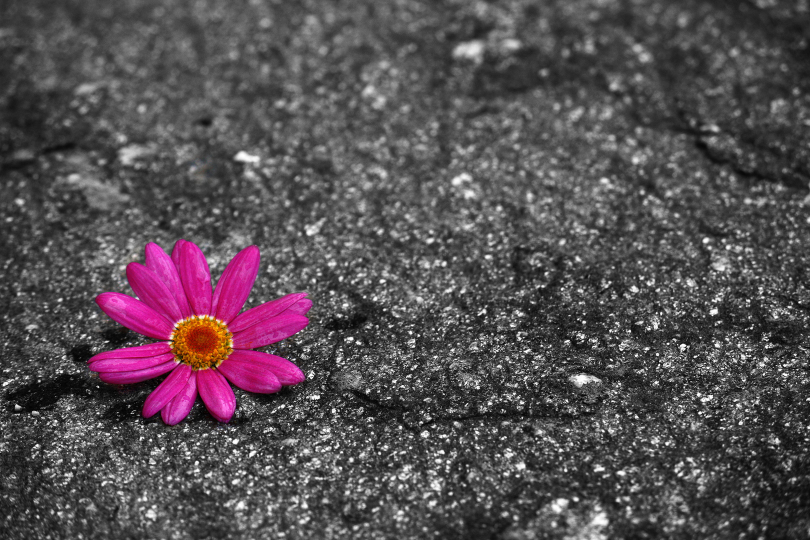 Lonely flower