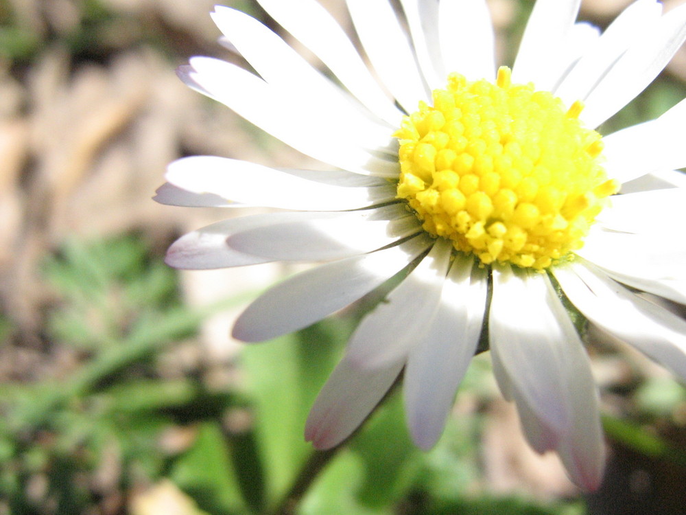 lonely flower