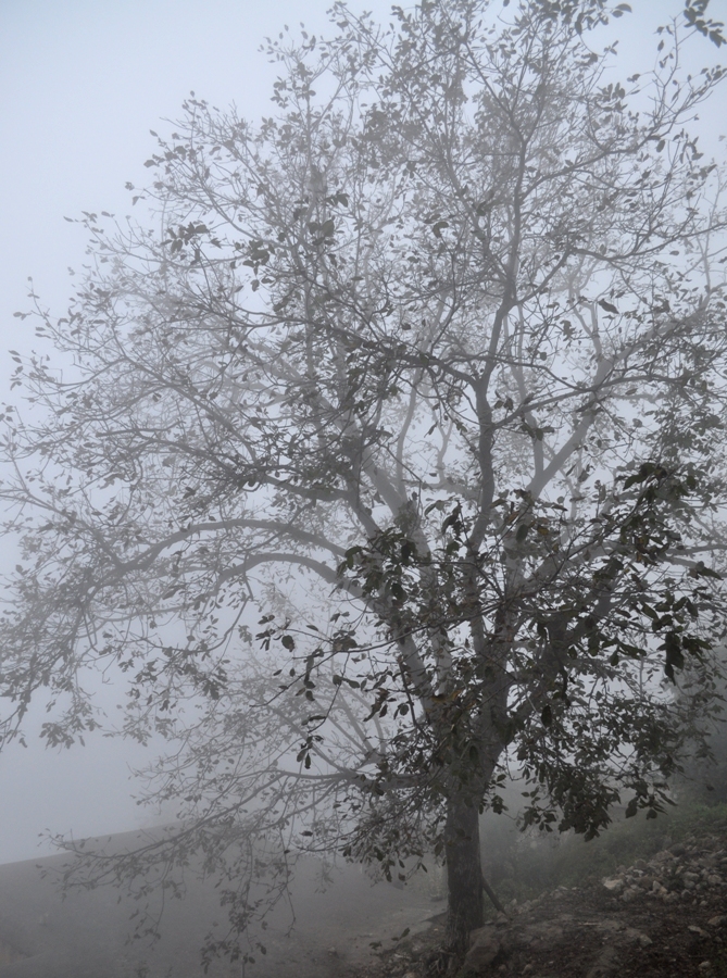 Lonely Foggy Tree -- Out of Any Time & Place