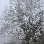 Lonely Foggy Tree -- Out of Any Time & Place