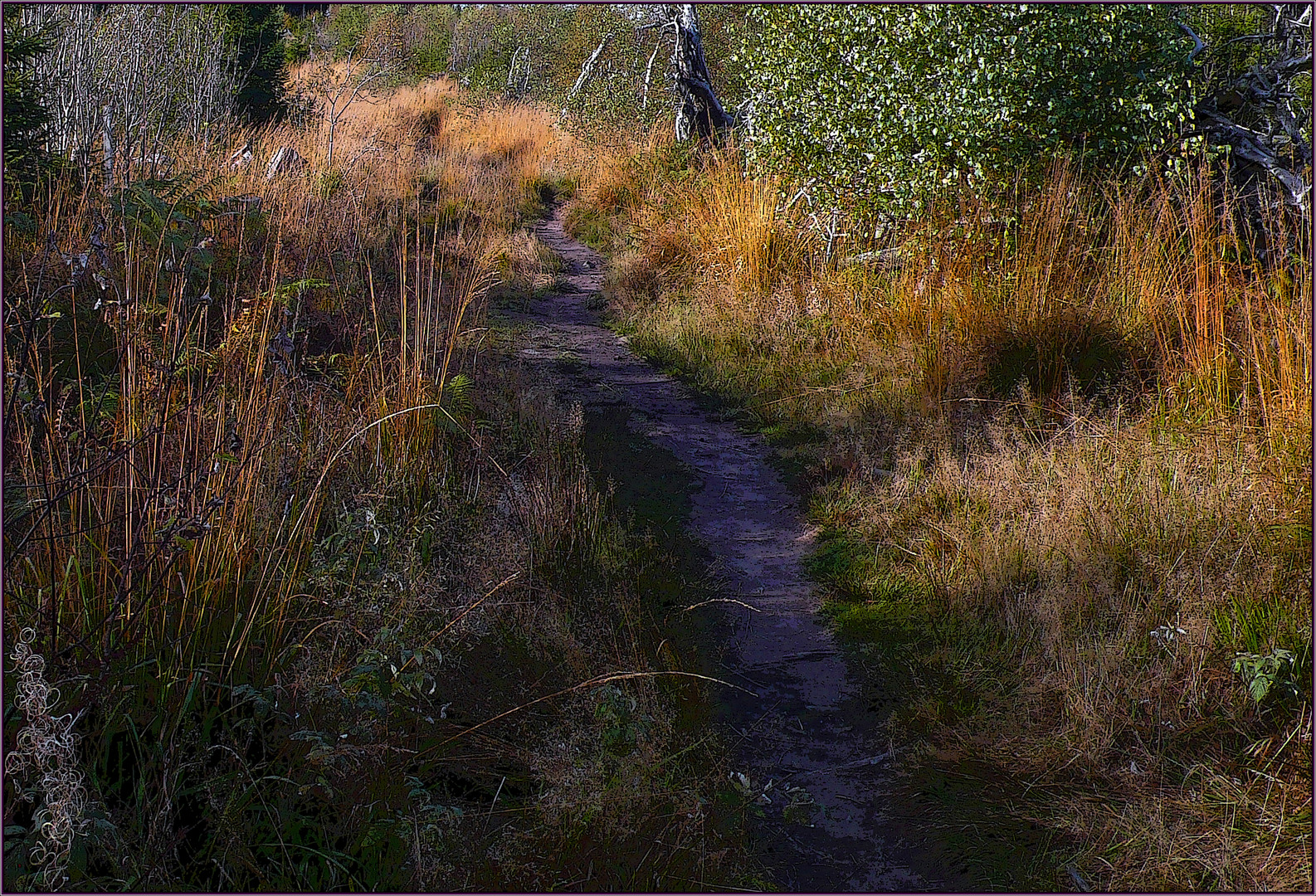 Lonely footpath