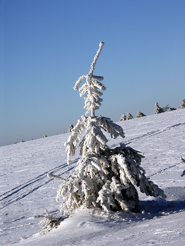 lonely frostie tree