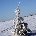 lonely frostie tree