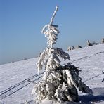 lonely frostie tree