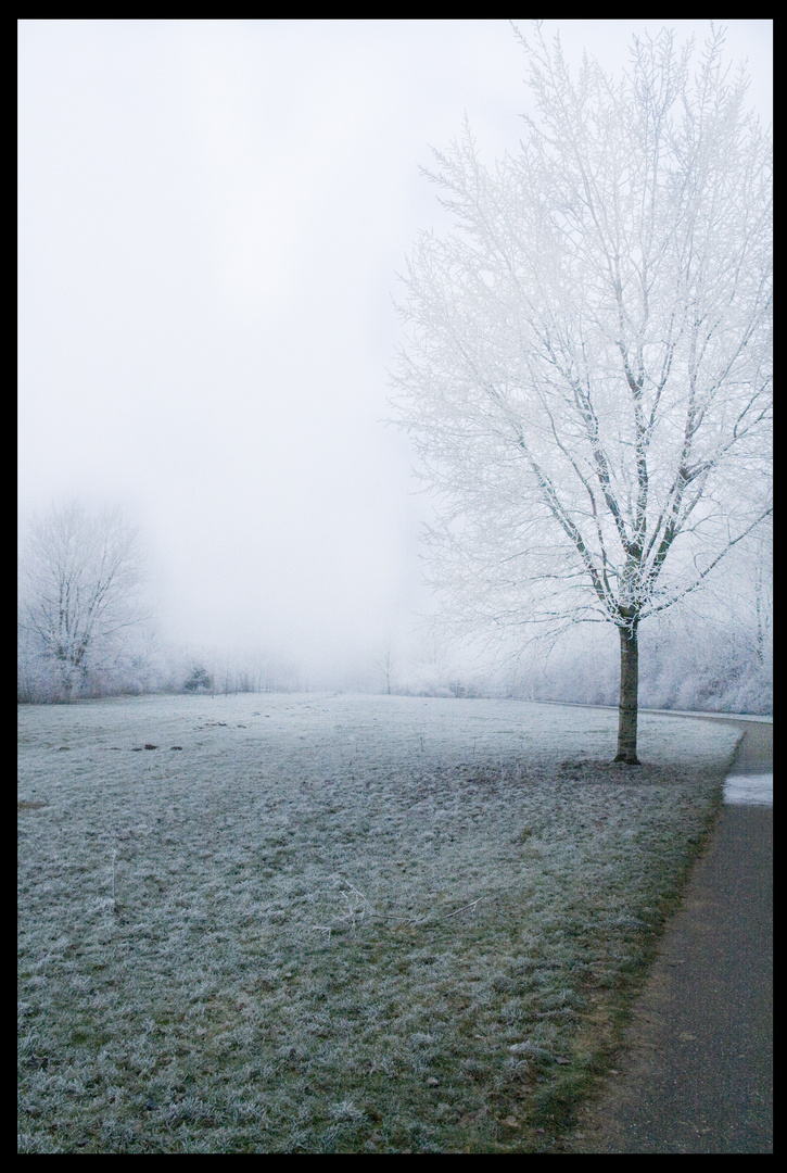 lonely frozen tree